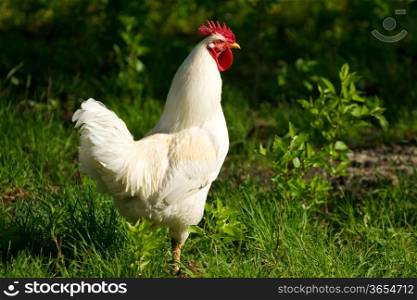 White rooster on the green grass
