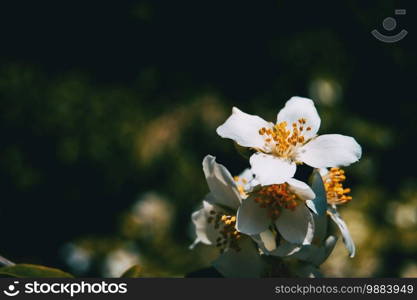 white rosa canina flower in nature sunny summer day