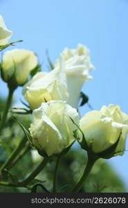 White rose