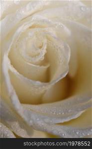 White Rose. Beautiful flower and macro shot with water drops.