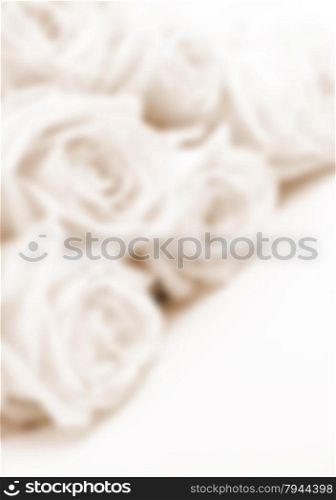 White rose close-up in blur style can use as background. Soft focus. In Sepia toned. Retro style