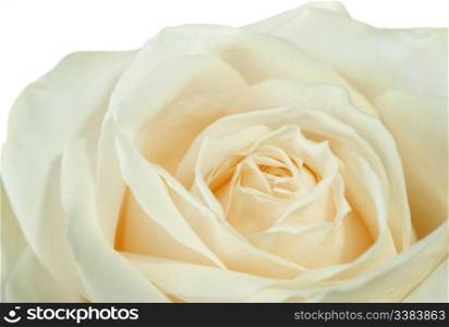 white rose closeup. A blossoming flower with the detailed structure
