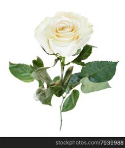 white rose flower close up isolated on white background