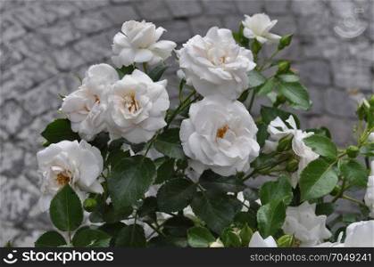 white rose flower. white rose perennial shrub (genus Rosa) flower bloom