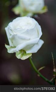White rose flowers with buds in garden