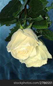 White rose on a water