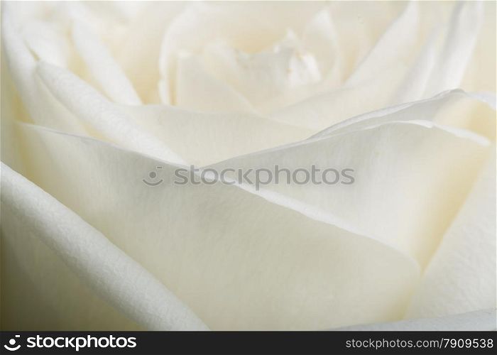 white rose petals closeup