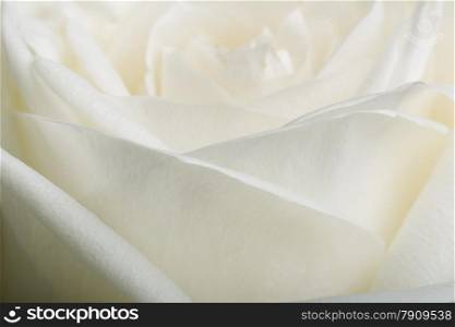 white rose petals closeup