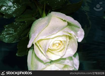 White rose reflected in a mirror