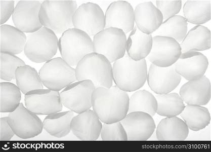 White rose transparent petals, wallpaper pattern flower texture background