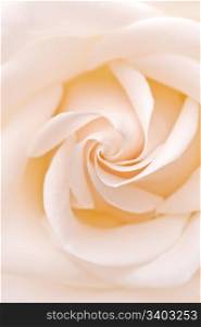 White rose. White rose, closeup shot, abstract background