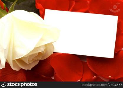 White rose with blank card on red petals