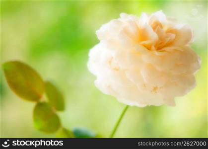 White rose with leaves in background