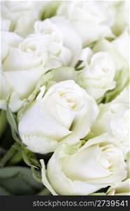 White roses background with soft focus