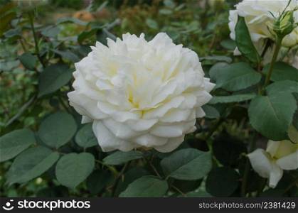 White roses blooms in the garden. White rose bush. White rose in a garden. Beautiful white rose. White roses are growing