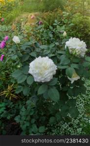 White roses blooms in the garden. White rose bush. White rose in a garden. Beautiful white rose. White roses are growing