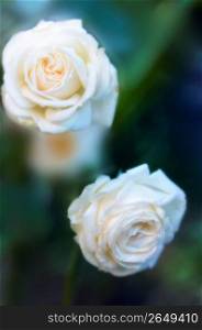 White roses, close-up