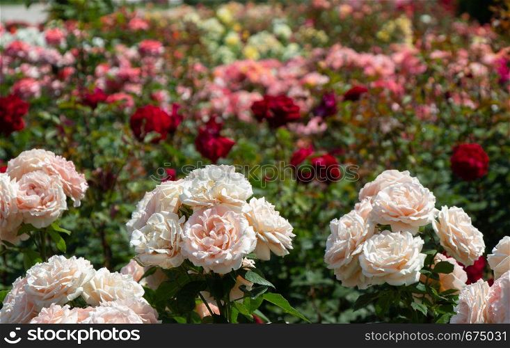 White roses in a botanical park in Istanbul on display