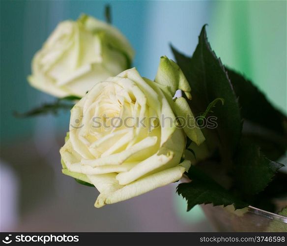 White roses in close up from glass vases