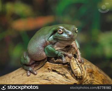 White&rsquo;s Dumpy Tree Frog on a branch