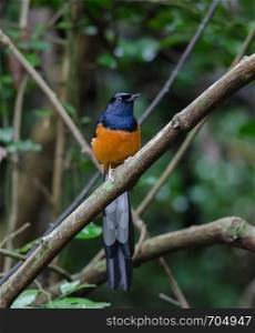 White-rumped Shama (Copsychus malabaricus), standing on a branch