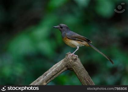 White-rumped Shama (Copsychus malabaricus), standing on a branch