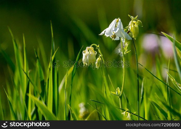 White rural flowers. Blooming flowers. Beautiful white flowers in green grass. Meadow with white wild flowers. Field flowers. Nature flower in spring and summer. Flowers in meadow. 

