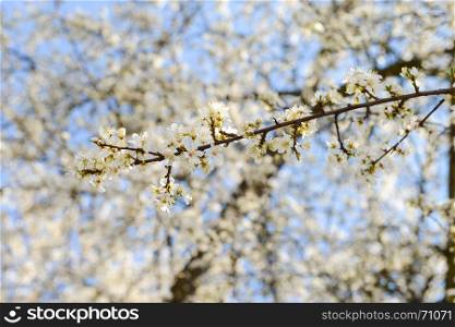white sakura cherry blossoms in spring