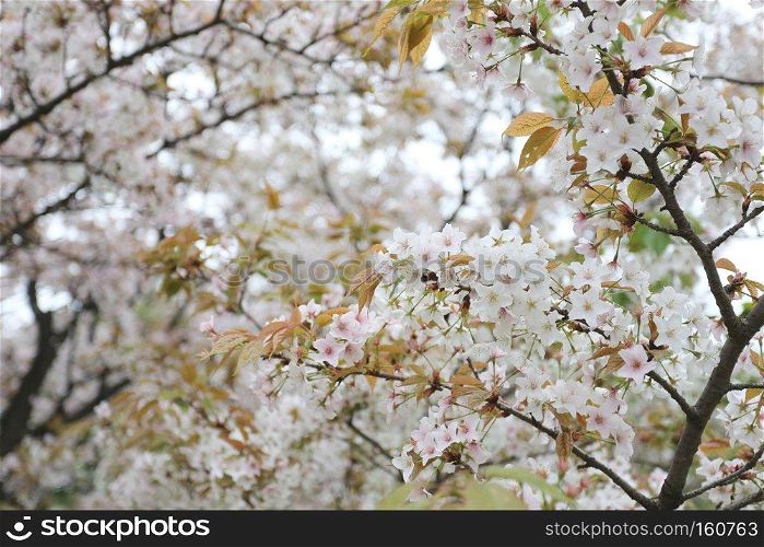 white sakura flower or cherry blossoms in Japan garden.