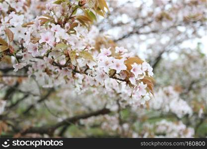 white sakura flower or cherry blossoms in Japan garden.
