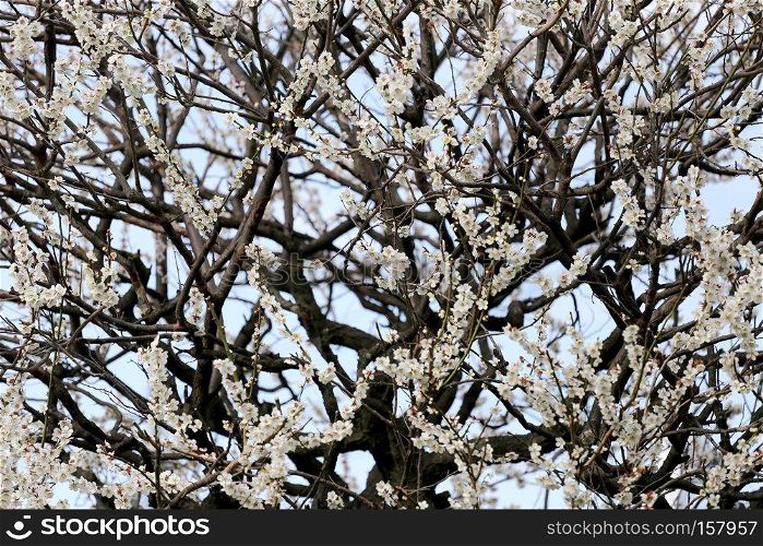 white sakura on tree in the japan garden.