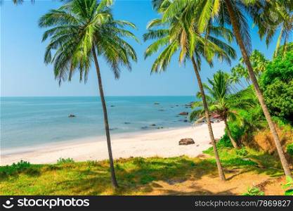 white sand beach and palm trees on a deserted island