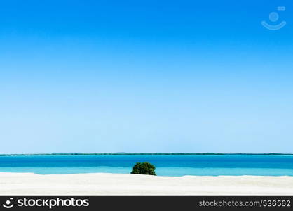 White Sand beach blue sea with green bush. Yas island - Abu Dhabi nature landscape skyline under bright sunlight