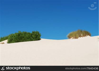 White sand dunes with bushes in Little Sahara, Kangaroo Island, South Australia