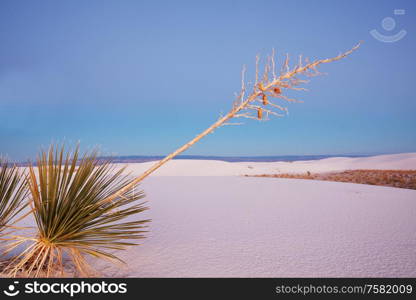 White Sands Dunes in New Mexico, USA