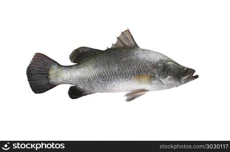 White sea bass fish isolated on white background.. White sea bass fish isolated on white background and have clipping paths to easy deployment.