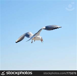 white sea gull flies in the sky, summer sunny day
