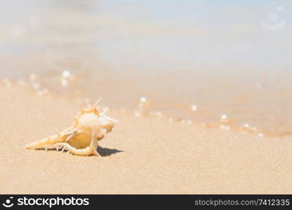 White sea shell on sand beach. Closeup view, can be used as summer vacation background