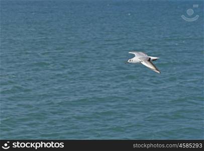 White seagull flying over the sea waves.. White seagull flying over the sea waves