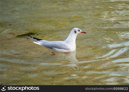 white seagull in the water in the lake                               