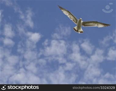 White seagull, wings wide and sunlight shining through its feathers, soars in a blue sky with puffs of clouds