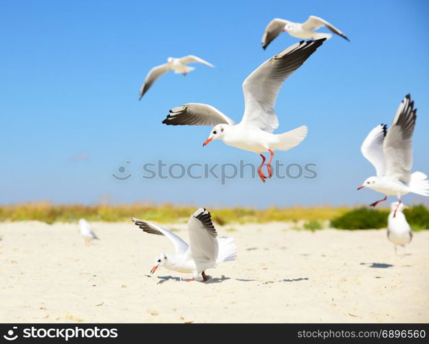 white seagulls on the beach on a summer day