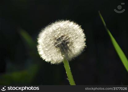 White seeding dandelion in late afternoon sunlight with grass blade