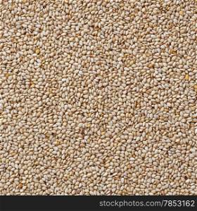 White sesame seeds background