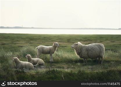 White sheep and three lambs on pasture with green moss and grass, on Sylt island, at North Sea, in a nature reserve. German sheep in morning light.