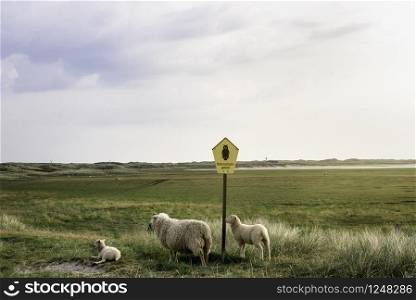 White sheep and two lambs on green pasture near a warning sign with nature protected area, on Sylt island, a nature reserve, at North Sea, in Germany