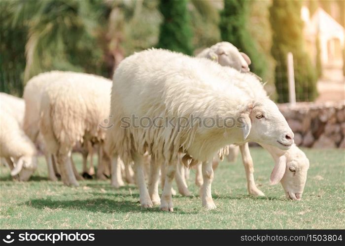 White sheep on a farm are looking for food, eaten by green meadows.