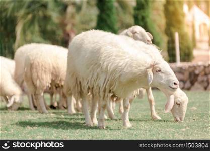 White sheep on a farm are looking for food, eaten by green meadows.