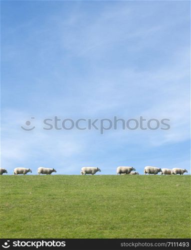 white sheep under blue sky on grassy dyke in dutch province of friesland in the north of the country