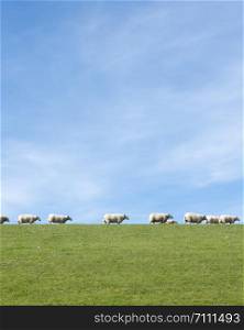 white sheep under blue sky on grassy dyke in dutch province of friesland in the north of the country